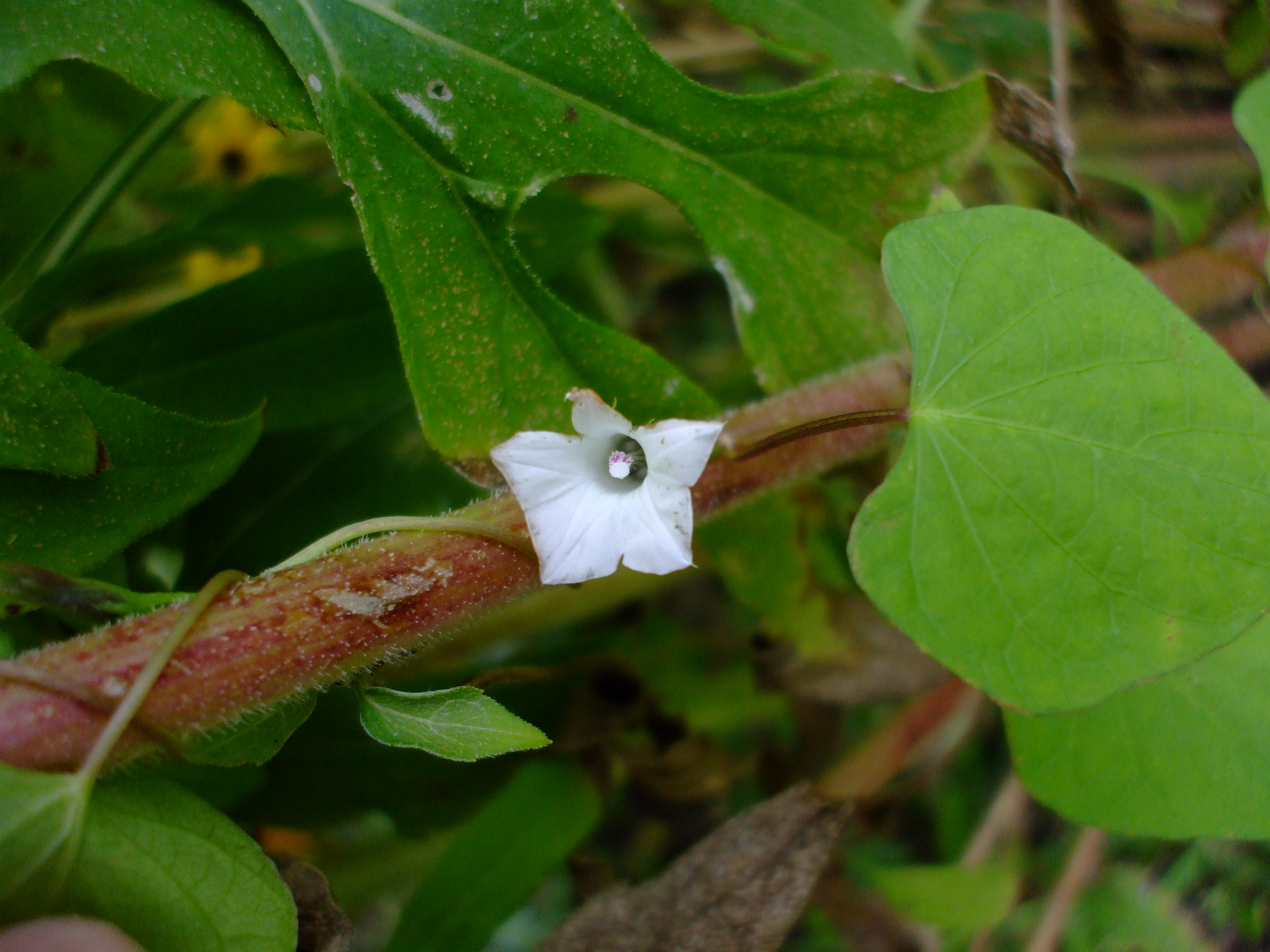 Ipomoea lacunosa